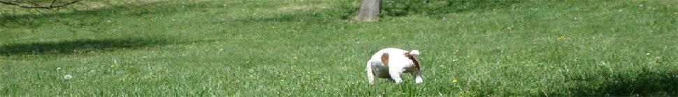 A Small Step Forward header image 2